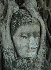 Buddha dans un arbre - Thailande - wat d'Ayutthaya